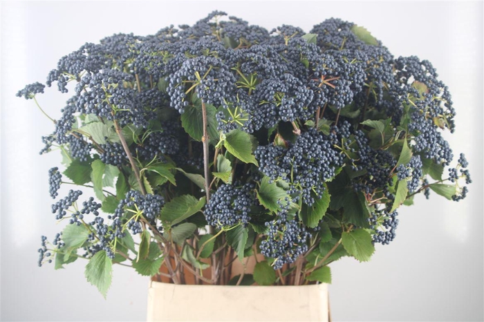 <h4>VIBURNUM BLUEBERRY HILL</h4>
