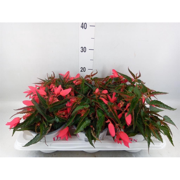 <h4>Begonia boliv. 'Encanto Pnk'</h4>
