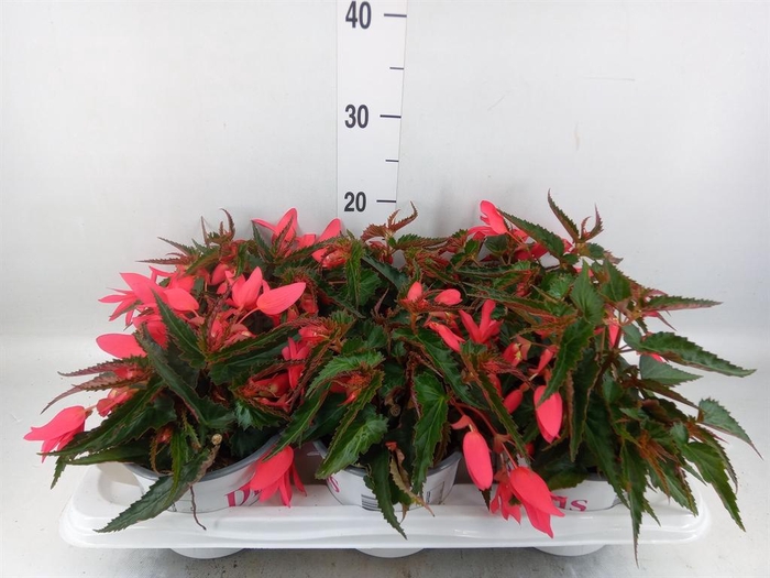 Begonia boliv. 'Encanto Pnk'