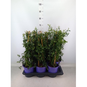 Ceanothus thyrsiflorus var. repens