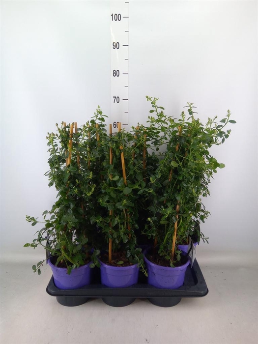 <h4>Ceanothus thyrsiflorus var. repens</h4>