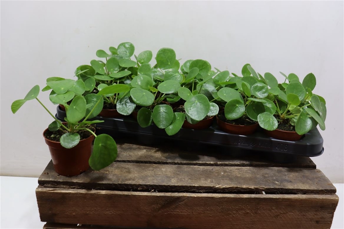 <h4>arr8 Pilea Peperomioides</h4>