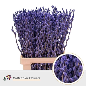 Salix caprea 'Snow Flake' .color H%