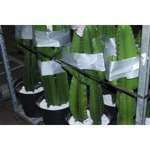 CACTUS EUPHORBIA MANDACARU P30