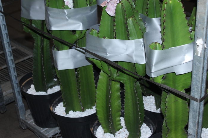 CACTUS EUPHORBIA MANDACARU P30