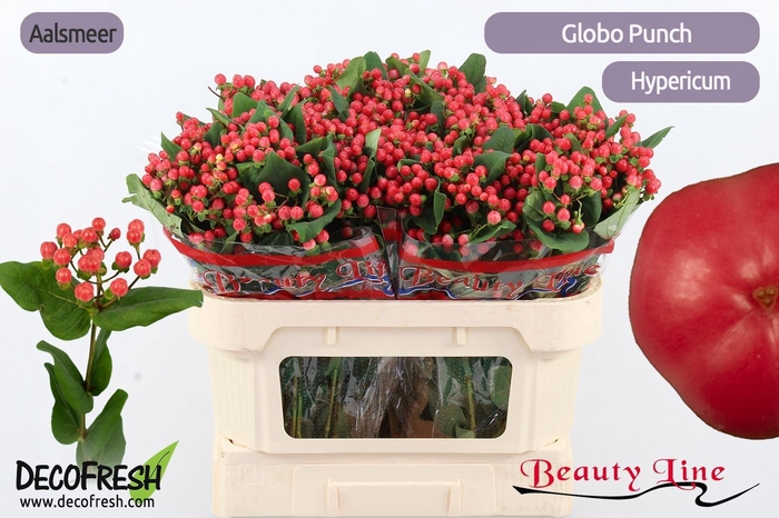<h4>HYP GLOBO PUNCH</h4>