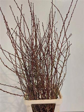 <h4>Prunus Serrulata P Stem</h4>