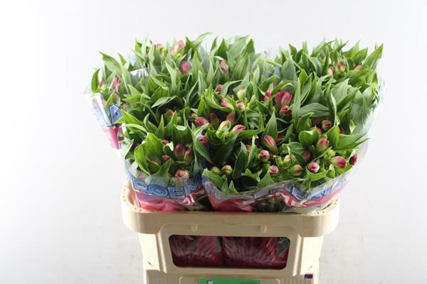 <h4>Alstr Rome (pink)xx</h4>