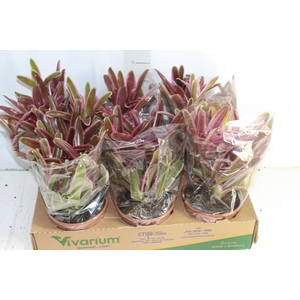 BROMELIA NEOREGELIA VARIADA VARIEGATA P14
