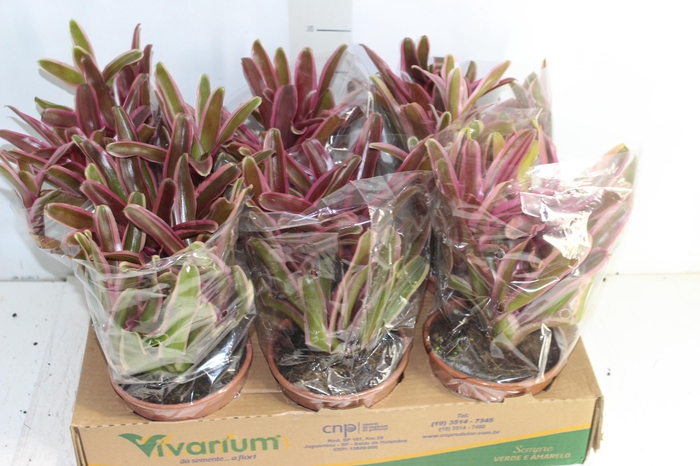 <h4>BROMELIA NEOREGELIA VARIADA VARIEGATA P14</h4>