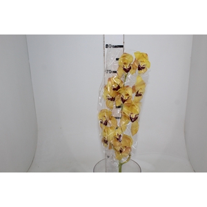 CYMBIDIUM HT 10/14 FLS AMARELO