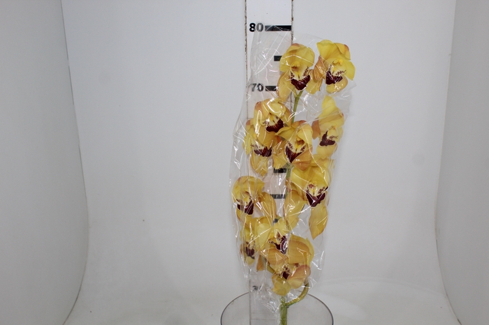 <h4>CYMBIDIUM HT 10/14 FLS AMARELO</h4>