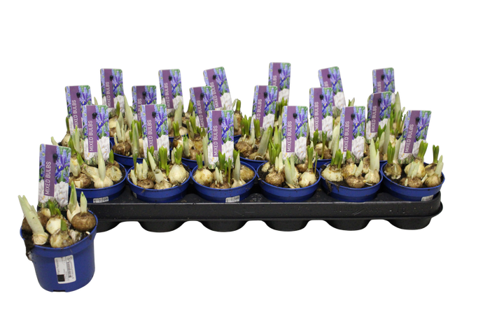 <h4>BOLBLOEMEN GEM</h4>