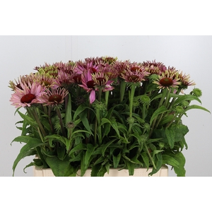 Echinacea Purpurea