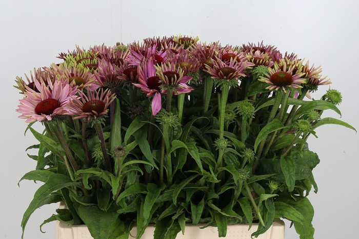 <h4>Echinacea Purpurea</h4>