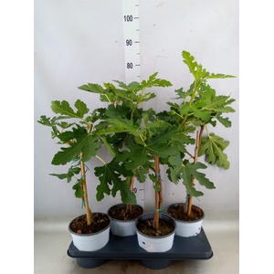 Ficus carica