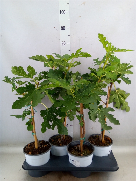 <h4>Ficus carica</h4>