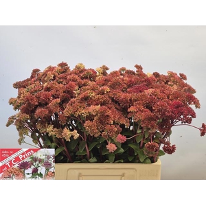 SEDUM MAGICAL LIZZY