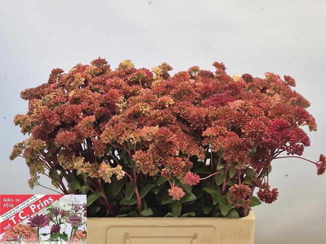 <h4>SEDUM MAGICAL LIZZY</h4>