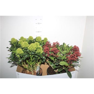 Skim J White Globe 15+ Japonica 20+