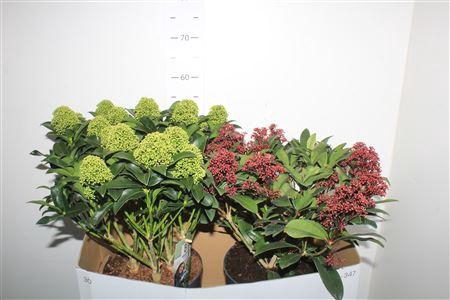 <h4>Skim J White Globe 15+ Japonica 20+</h4>