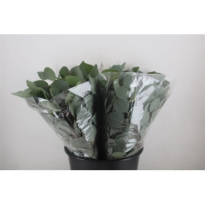 Euca Populus Short 150gr P Bunch