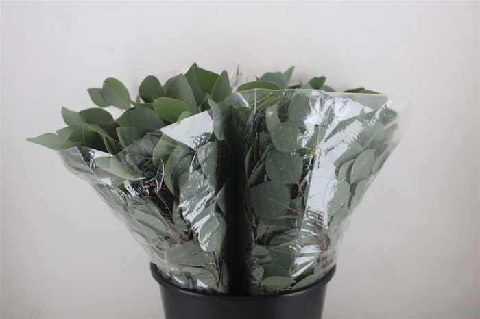 <h4>Euca Populus Short 150gr P Bunch</h4>