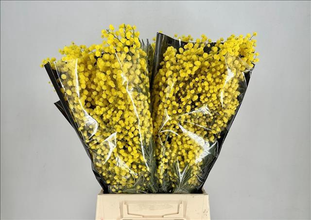 <h4>Mimosa Mirandol Extra</h4>