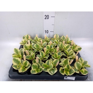 Peperomia obt. 'Obtipan Bicolor'