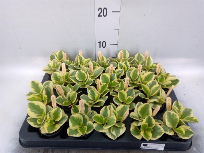 <h4>Peperomia obt. 'Obtipan Bicolor'</h4>