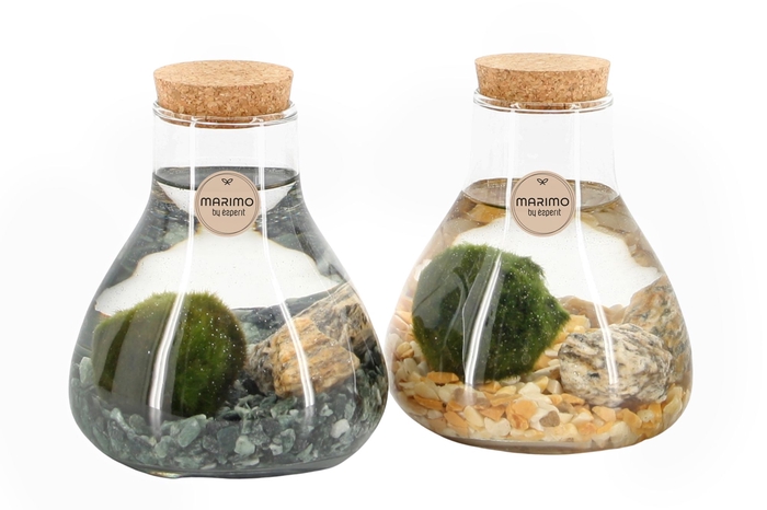 <h4>Opm Marimo Arrangement</h4>