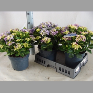 Hydrangea mac.