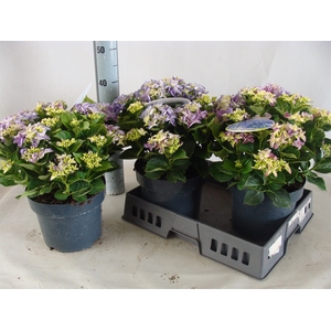 Hydrangea mac.