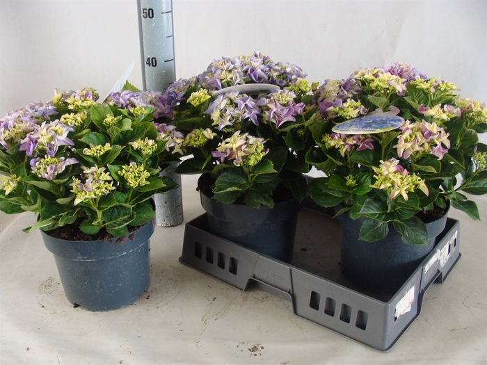 <h4>Hydrangea mac.</h4>