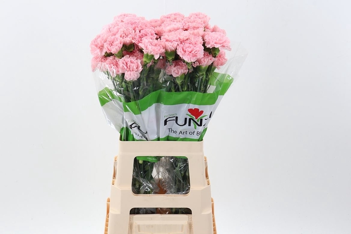 <h4>Dianthus ST 'Jodie'</h4>