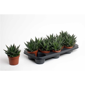 Gasteria Apollo