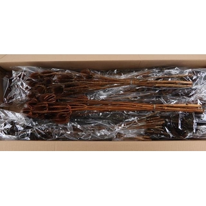 DF Dipsacus Brown Bs 130g