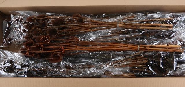 <h4>DF Dipsacus Brown Bs 130g</h4>