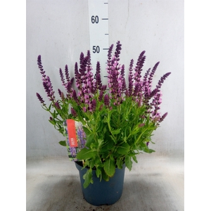Salvia nemorosa 'Sensation Rose Dp'