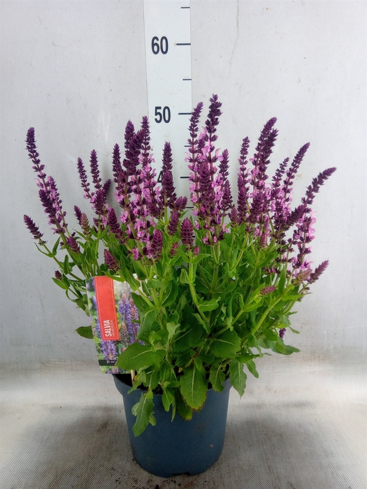 <h4>Salvia nemorosa 'Sensation Rose Dp'</h4>