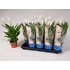 Spathiphyllum Alana