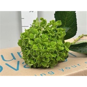 Hydr Select Light Green
