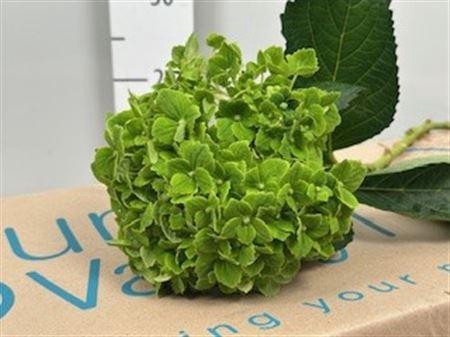 <h4>Hydr Premium Emerald Green</h4>