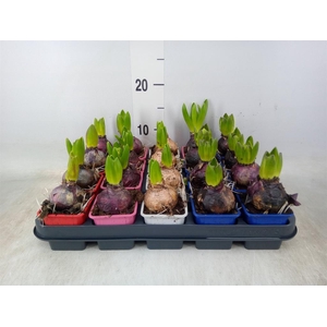 Hyacinthus orie.   ...mix 4