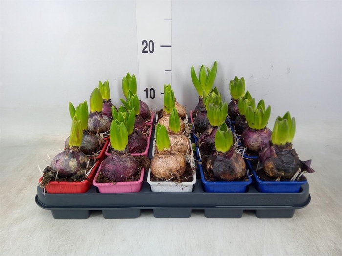 <h4>Hyacinthus orie. ...mix 4</h4>