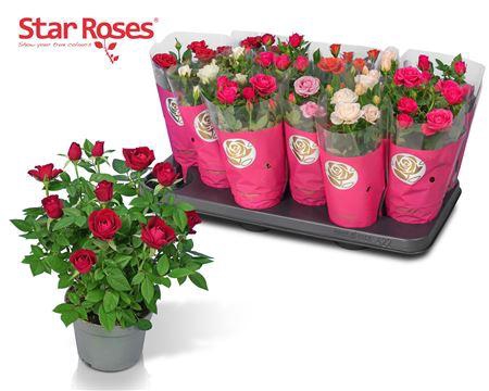 <h4>Ro Star Roses Gem</h4>