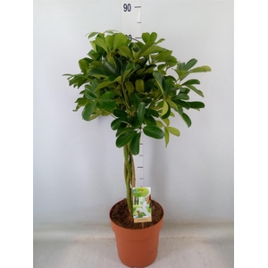 Schefflera arbor. 'Nora'