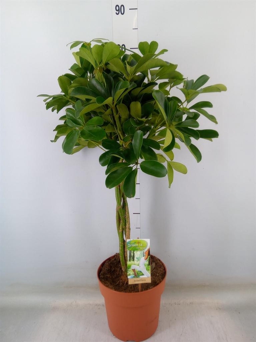 <h4>Schefflera arbor. 'Nora'</h4>