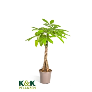 Pachira Fresh Braid T19