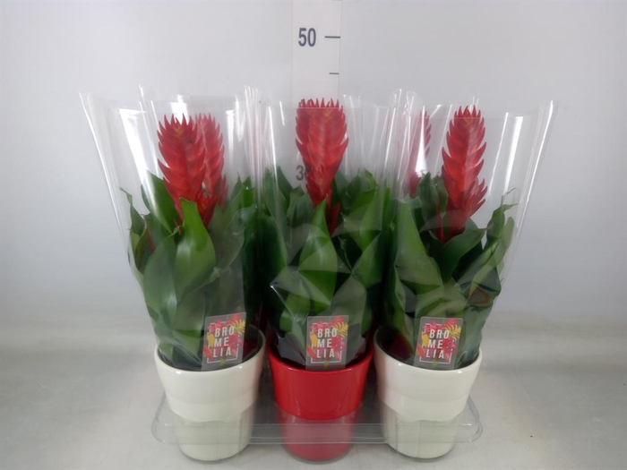 <h4>Vriesea  'Style'</h4>